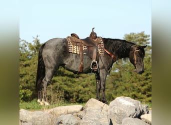 American Quarter Horse Mix, Stute, 5 Jahre, 152 cm, Roan-Blue