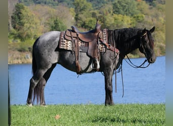 American Quarter Horse Mix, Stute, 5 Jahre, 152 cm, Roan-Blue