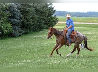 American Quarter Horse, Stute, 5 Jahre, 152 cm, Roan-Red