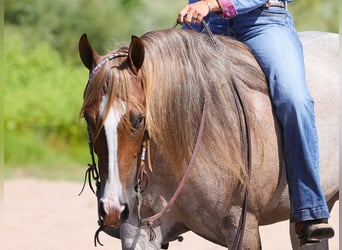 American Quarter Horse, Stute, 5 Jahre, 152 cm, Roan-Red