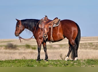 American Quarter Horse, Stute, 5 Jahre, 152 cm, Rotbrauner