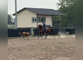 American Quarter Horse, Stute, 5 Jahre, 152 cm, Rotbrauner