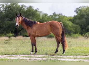 American Quarter Horse, Stute, 5 Jahre, 152 cm, Rotbrauner