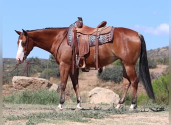 American Quarter Horse, Stute, 5 Jahre, 152 cm, Rotbrauner