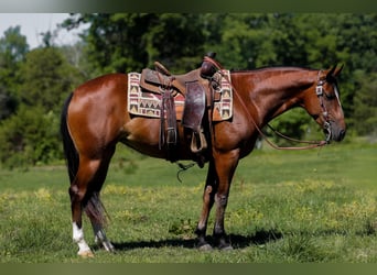 American Quarter Horse, Stute, 5 Jahre, 152 cm, Rotbrauner