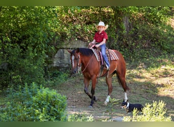 American Quarter Horse, Stute, 5 Jahre, 152 cm, Rotbrauner