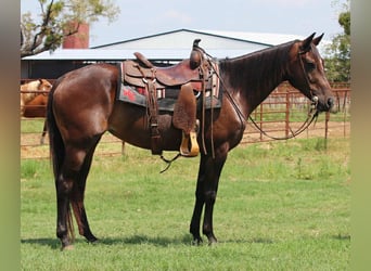 American Quarter Horse, Stute, 5 Jahre, 152 cm, Rotbrauner