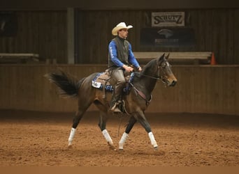 American Quarter Horse, Stute, 5 Jahre, 152 cm, Rotbrauner