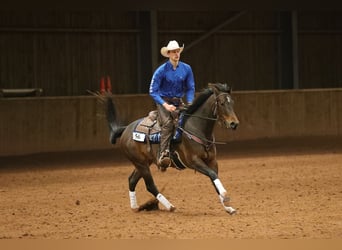 American Quarter Horse, Stute, 5 Jahre, 152 cm, Rotbrauner