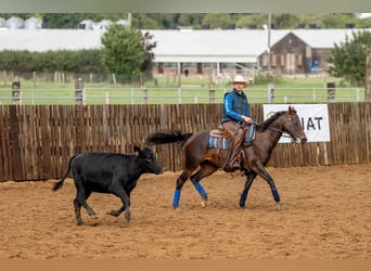 American Quarter Horse, Stute, 5 Jahre, 152 cm, Rotbrauner