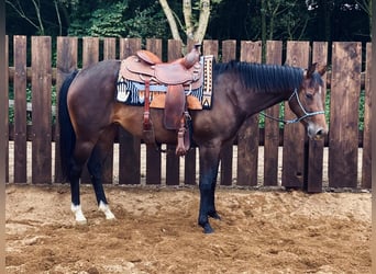 American Quarter Horse, Stute, 5 Jahre, 152 cm, Rotbrauner