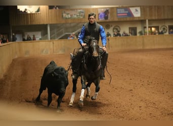 American Quarter Horse, Stute, 5 Jahre, 152 cm, Rotbrauner