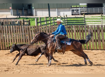 American Quarter Horse, Stute, 5 Jahre, 152 cm, Rotbrauner