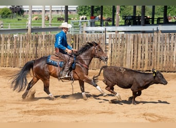 American Quarter Horse, Stute, 5 Jahre, 152 cm, Rotbrauner