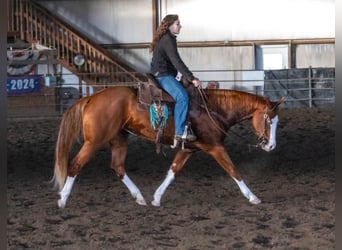 American Quarter Horse, Stute, 5 Jahre, 152 cm, Rotfuchs