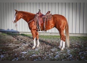 American Quarter Horse, Stute, 5 Jahre, 152 cm, Rotfuchs