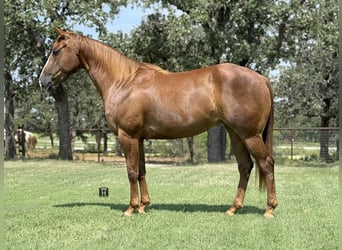 American Quarter Horse, Stute, 5 Jahre, 152 cm, Rotfuchs
