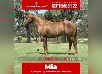 American Quarter Horse, Stute, 5 Jahre, 152 cm, Rotfuchs