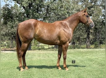 American Quarter Horse, Stute, 5 Jahre, 152 cm, Rotfuchs