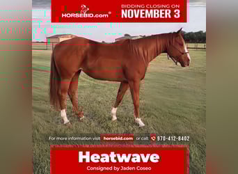 American Quarter Horse, Stute, 5 Jahre, 152 cm, Rotfuchs