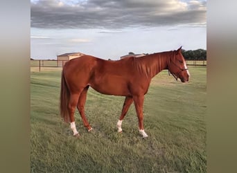 American Quarter Horse, Stute, 5 Jahre, 152 cm, Rotfuchs
