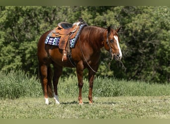 American Quarter Horse, Stute, 5 Jahre, 152 cm, Rotfuchs