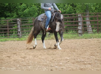 American Quarter Horse, Stute, 5 Jahre, 152 cm, Schimmel