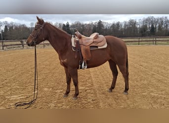 American Quarter Horse, Stute, 5 Jahre, 153 cm, Dunkelfuchs