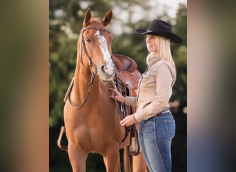 American Quarter Horse, Stute, 5 Jahre, 153 cm, Fuchs