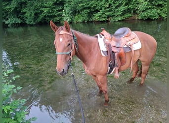 American Quarter Horse, Stute, 5 Jahre, 153 cm, Fuchs