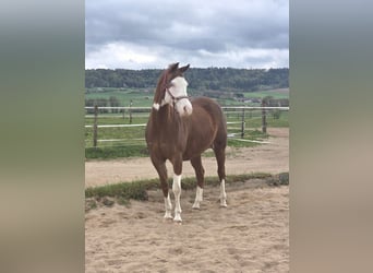 American Quarter Horse, Stute, 5 Jahre, 154 cm, Fuchs