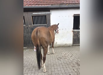 American Quarter Horse, Stute, 5 Jahre, 154 cm, Fuchs