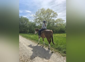 American Quarter Horse, Stute, 5 Jahre, 154 cm, Fuchs