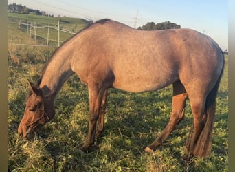 American Quarter Horse, Stute, 5 Jahre, 154 cm, Roan-Bay