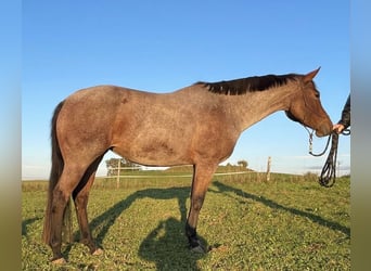 American Quarter Horse, Stute, 5 Jahre, 154 cm, Roan-Bay