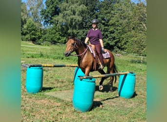 American Quarter Horse Mix, Stute, 5 Jahre, 155 cm, Brauner