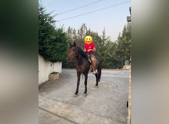 American Quarter Horse, Stute, 5 Jahre, 155 cm, Brauner