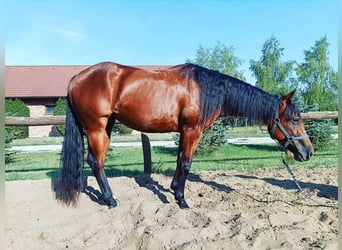 American Quarter Horse, Stute, 5 Jahre, 155 cm, Brauner