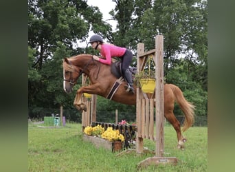 American Quarter Horse Mix, Stute, 5 Jahre, 155 cm, Dunkelfuchs