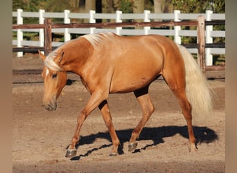 American Quarter Horse Mix, Stute, 5 Jahre, 155 cm, Palomino