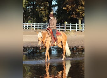 American Quarter Horse Mix, Stute, 5 Jahre, 155 cm, Palomino