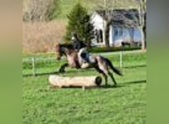 American Quarter Horse, Stute, 5 Jahre, 155 cm, Roan-Bay