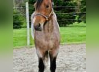 American Quarter Horse, Stute, 5 Jahre, 155 cm, Roan-Bay