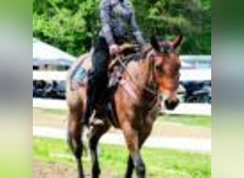 American Quarter Horse, Stute, 5 Jahre, 155 cm, Roan-Bay