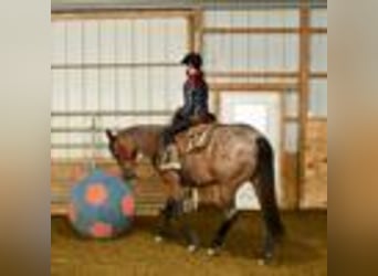 American Quarter Horse, Stute, 5 Jahre, 155 cm, Roan-Bay