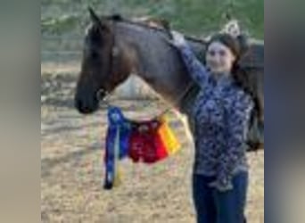 American Quarter Horse, Stute, 5 Jahre, 155 cm, Roan-Bay