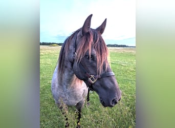 American Quarter Horse Mix, Stute, 5 Jahre, 155 cm, Roan-Blue