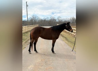 American Quarter Horse, Stute, 5 Jahre, 155 cm, Rotbrauner