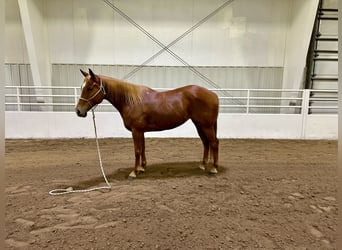 American Quarter Horse, Stute, 5 Jahre, 155 cm, Rotfuchs