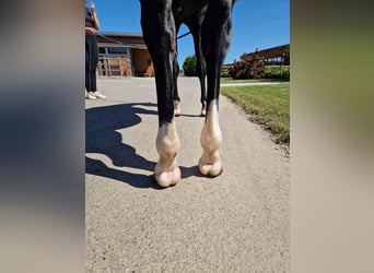 American Quarter Horse, Stute, 5 Jahre, 156 cm, Rappe